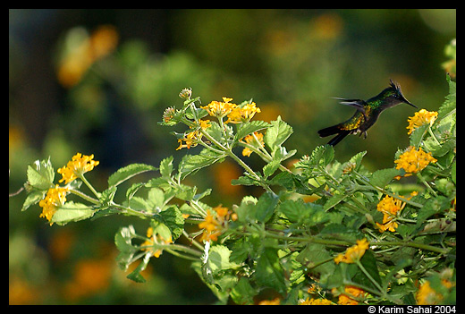 Colibri