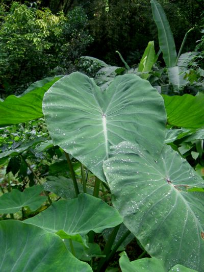 Colocasia esculenta