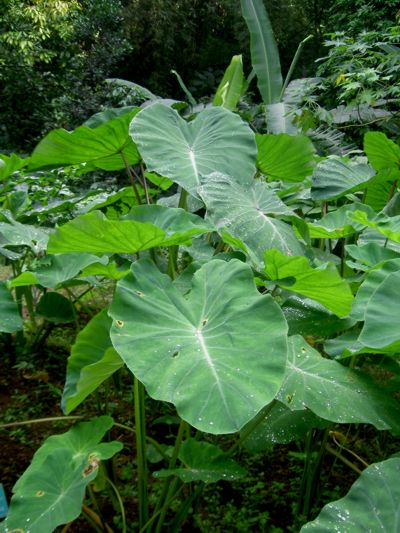 Colocasia esculenta