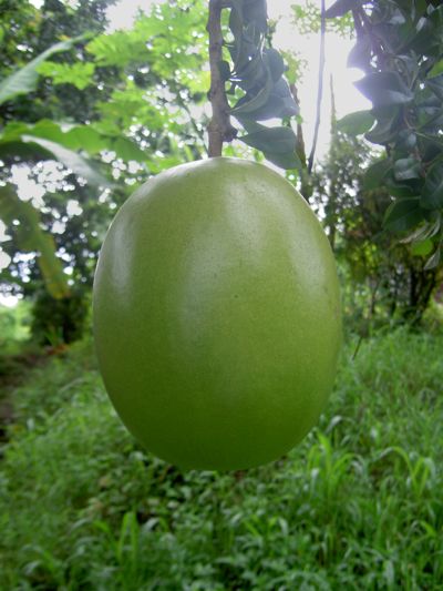 Crescentia cujete