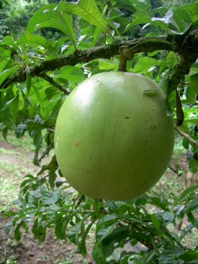 Crescentia cujete