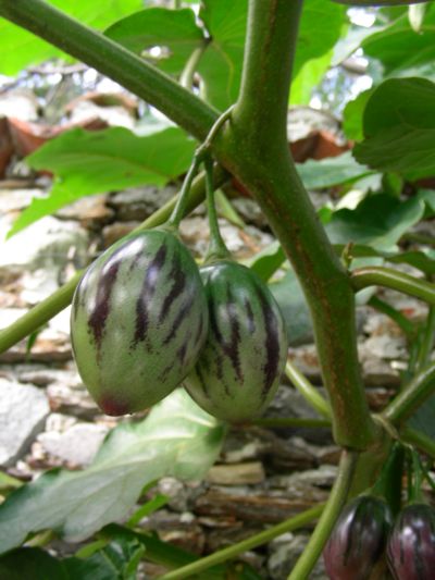 Cyphomandra betacea