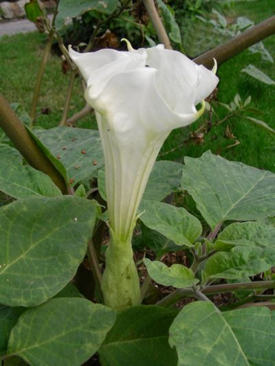 Datura metel