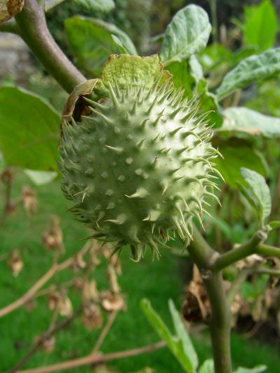 Datura metel