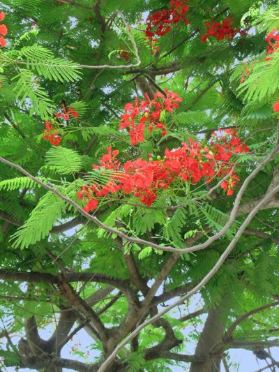 Delonix regia