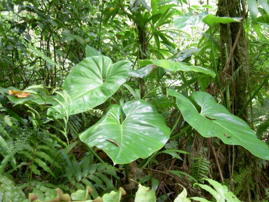 Forêt hygrophile