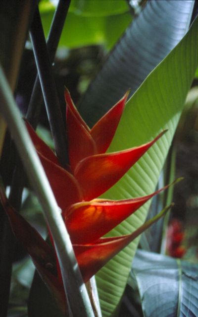Heliconia caribæa