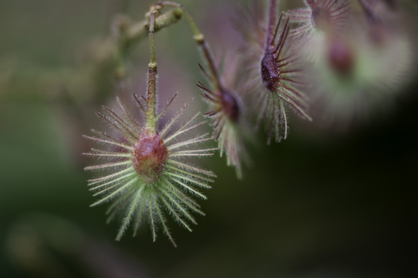 Heliocarpus donnell-smithii