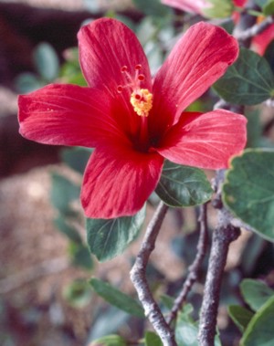 Hibiscus boryanus