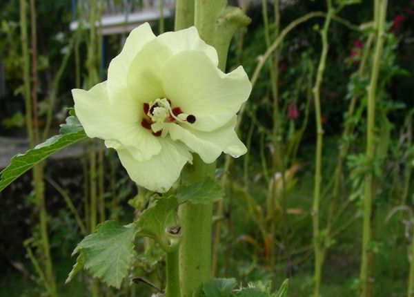 Hibiscus esculentus