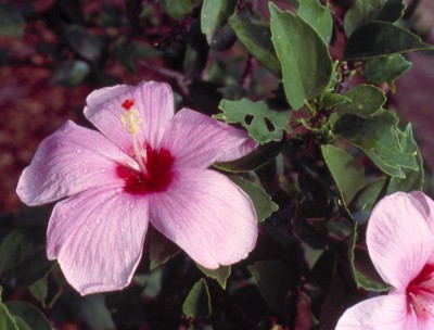 Hibiscus genevii