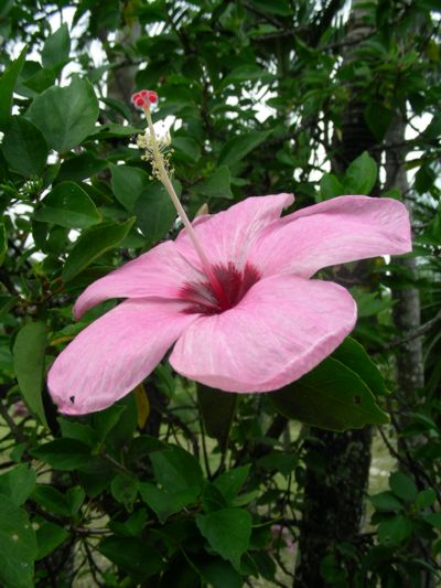 Hibiscus genevii