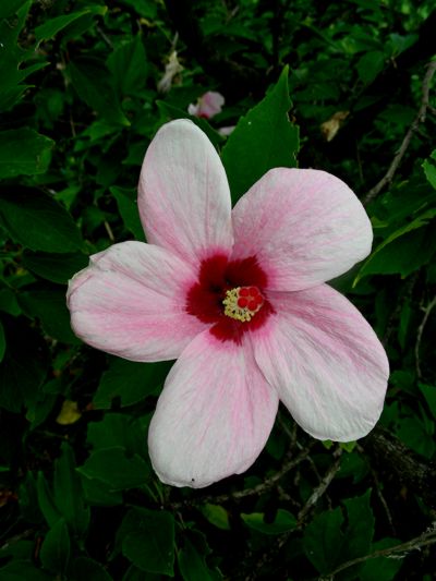 Hibiscus genevii