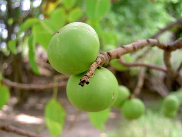 Hippomane mancinella