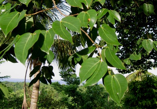 Hymenea courbaril