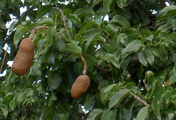 Hymenea courbaril