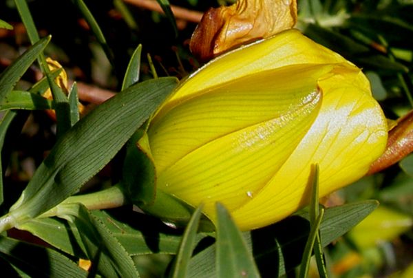 Hypericum lanceolatum