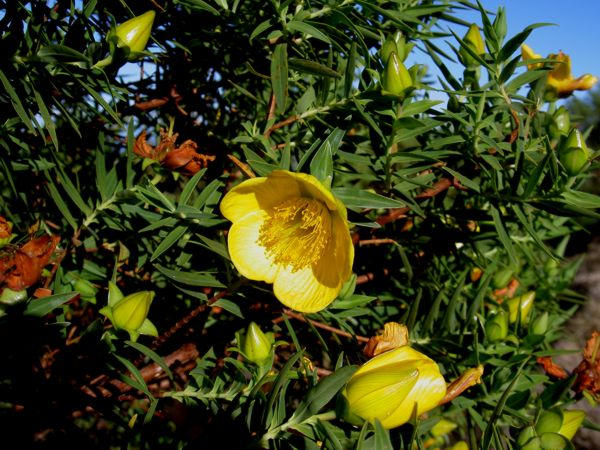 Hypericum lanceolatum