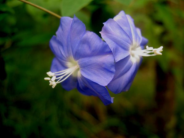 Jacquemontia pentantha