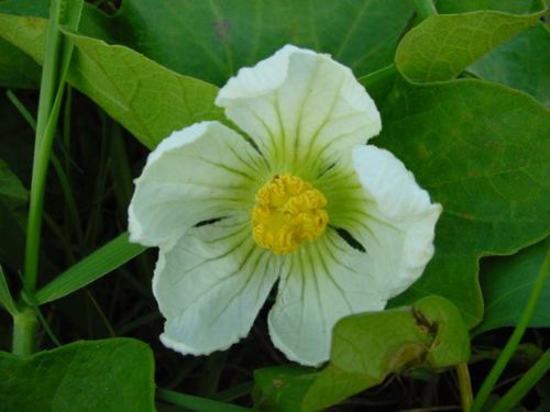Lagenaria sphaerica