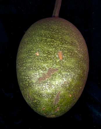 Lagenaria sphaerica