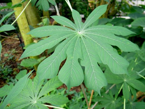 Manihot esculenta