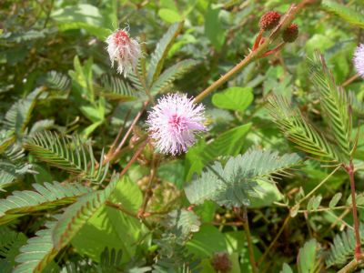 Mimosa pudica