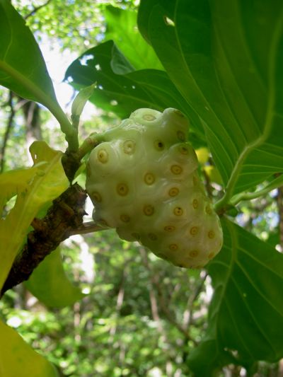 Morinda citrifolia