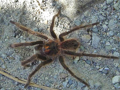 mygale