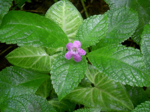Nautilocalyx melittifolius