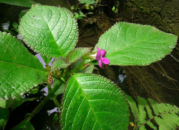Nautilocalyx melittifolius