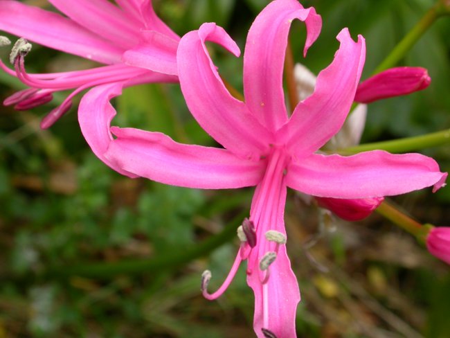 Nerine bowdenii