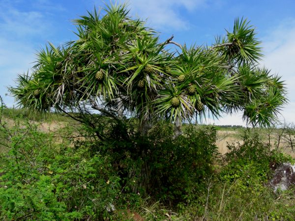Pandanus heterocarpus