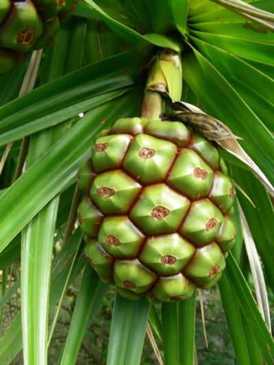 Pandanus heterocarpus