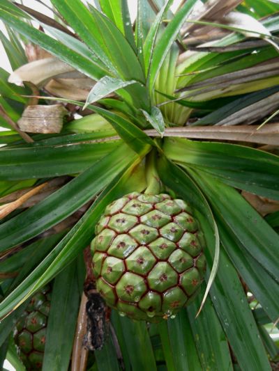 Pandanus heterocarpus
