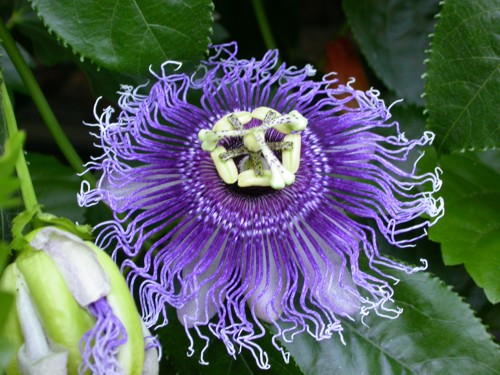 Passiflora edulis