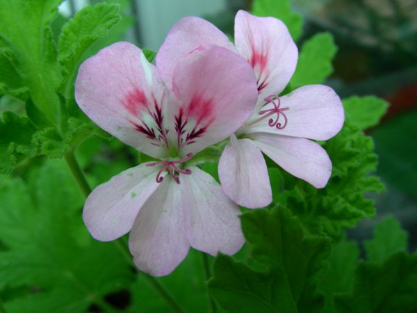 Pelargonium graveolens