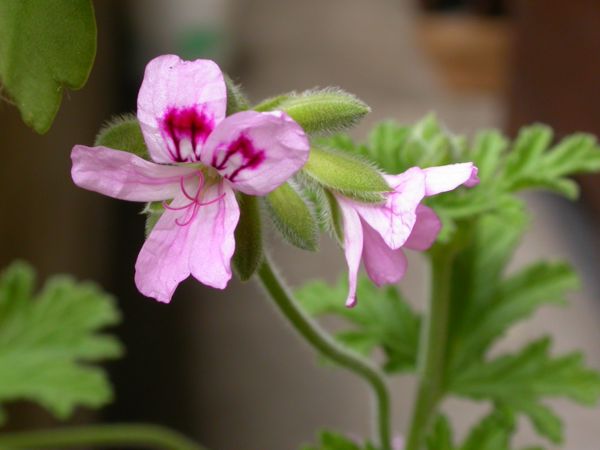 Pelargonium graveolens