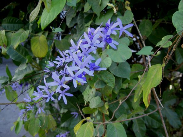 Petrea volubilis