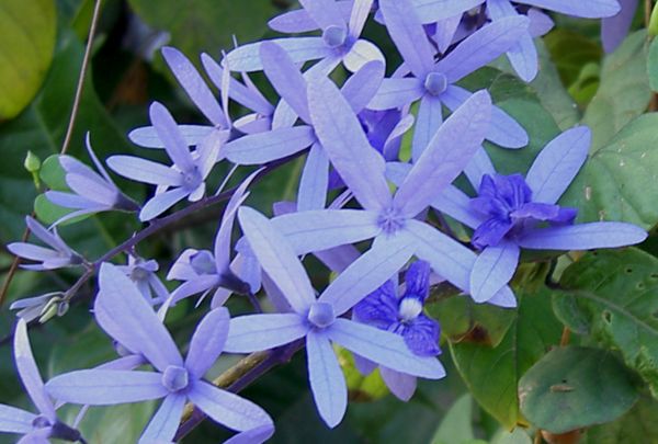 Petrea volubilis