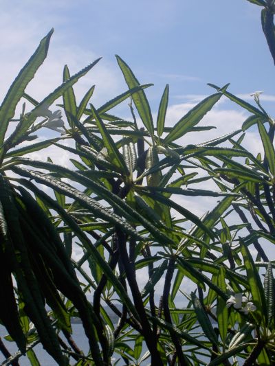 Plumeria alba