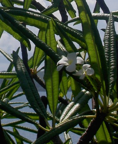 Plumeria alba