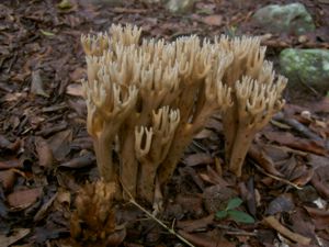 Ramaria cyanocephala