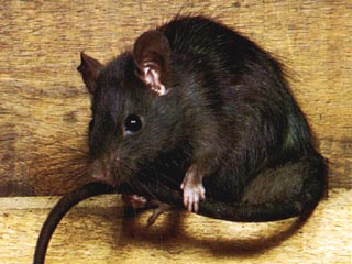 Rat