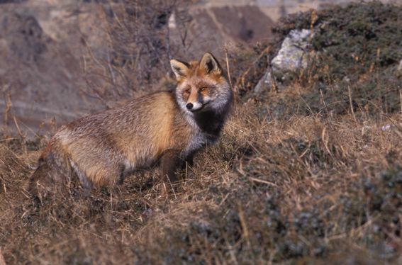 Renard