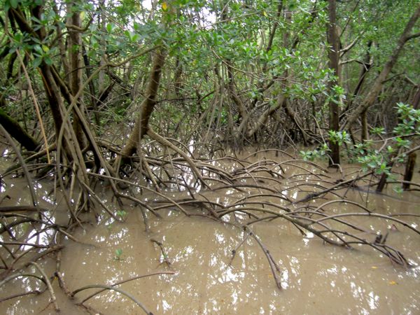 Rhizophora mangle