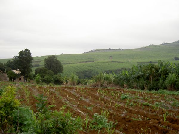 Saccharum officinarum