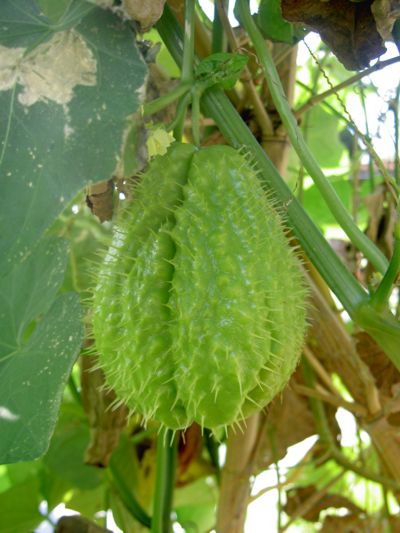 Sechium edule