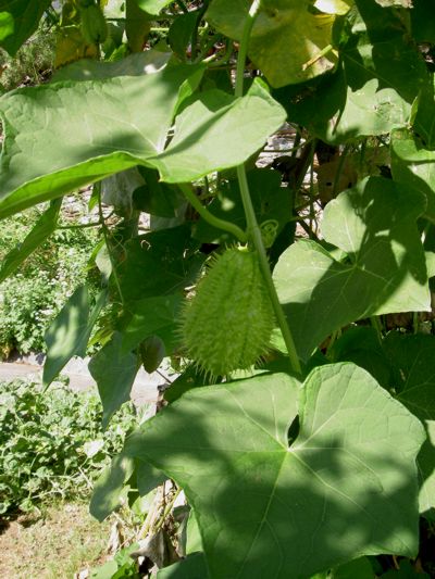Sechium edule
