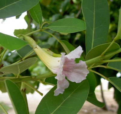 Tabebuia heterophylla